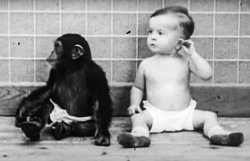 Жуткий эксперимент четы Келлог: пара растила сына и шимпанзе как брата и сестру