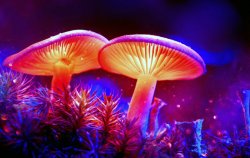 5 самых опасных грибов в России